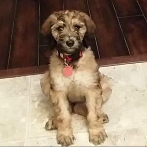 Meet your Posher, Annie